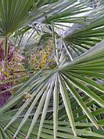 Palmier chanvre de Chine, Trachycarpus fortunei (fam Palmaees) (centre de la Chine) (Photo F. Mrugala) (2)